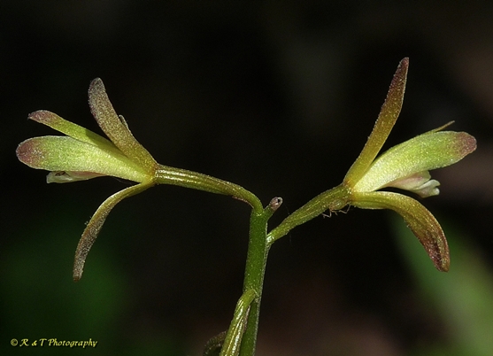 {Aplectrum hyemale}